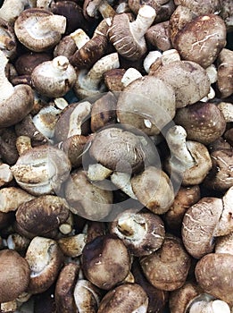 Chestnut / brown mushrooms