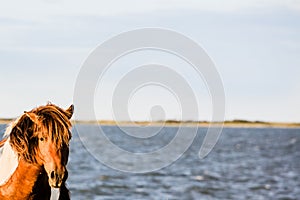 Chestnut brown and white horses bay background