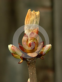 Chestnut bud