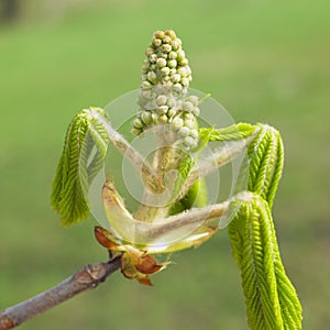 Chestnut bud