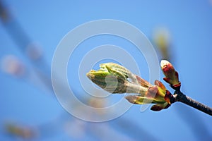 Chestnut bud