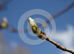 Chestnut bud