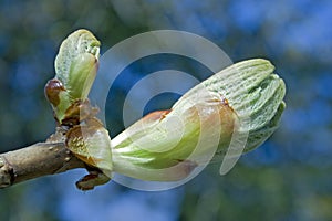 Chestnut bud