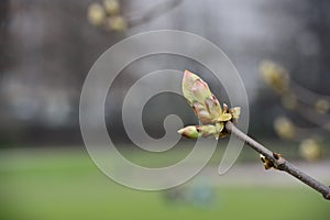 Chestnut bud on a branch