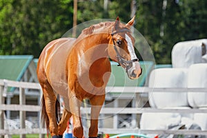 Chestnut budyonny dressage gelding horse with white line in brown bridle