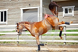 Chestnut budyonny dressage gelding horse with white line in brown bridle and blue bandages playing and jumping