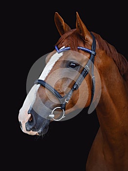 Chestnut budyonny dressage horse in bridle with handmade browband isolated on black background
