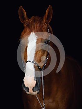 Chestnut budyonny dressage horse in halter isolated on black background