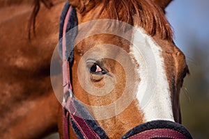 Chestnut budyonny gelding horse eyes