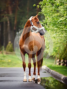 Chestnut budyonny gelding horse in fluffy halter standing on asphalt road