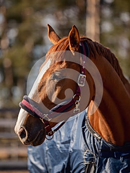 Chestnut budyonny gelding horse in halter and blanket on sunlight in paddock