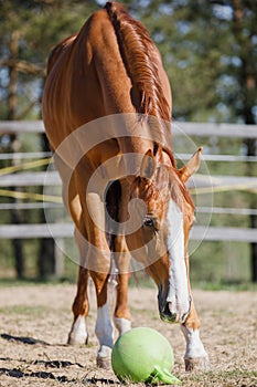 Chestnut budyonny gelding horse with toy ball in mouth