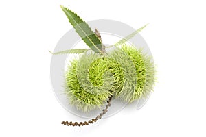 Chestnut bur