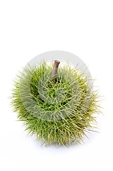 Chestnut bur