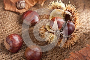 Chestnut with Bur photo