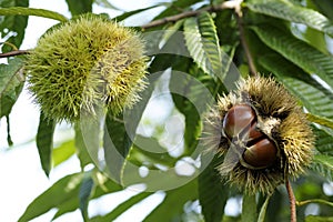 Chestnut with bur photo