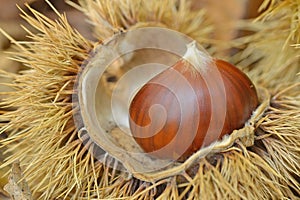 Chestnut in chestnut bur