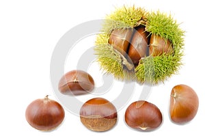 Chestnut bur and nuts