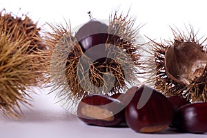 Chestnut burs