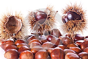 Chestnut burs