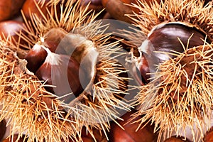 Chestnut burs
