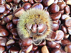 Chestnut burs