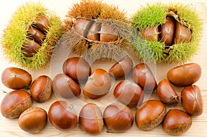 Chestnut burs and nuts