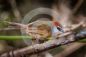 Chestnut-capped Babbler