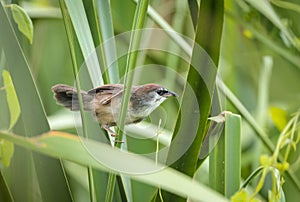 chestnut-capped babbler(juvenile) photo