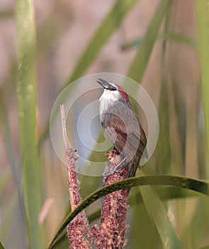 chestnut-capped babbler is a passerine bird of the family Timaliidae. photo