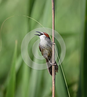 Chestnut-capped babbler perching on a branch photo