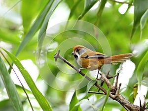 Chestnut-capped Babbler : timalia pileata