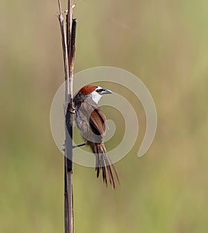 Chestnut-capped babbler (Timalia pileata) perching on a branch photo
