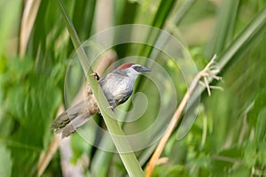 Chestnut-capped babbler (Timalia pileata) perching on a branch photo