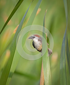 Chestnut-capped Babbler (Timalia pileata) photo