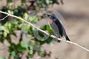 Chestnut-capped Blackbird