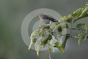 Chestnut-capped blackbird, Agelaius ruficapillus