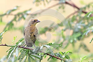 Chestnut-capped Blackbird Chrysomus ruficapillus female perched on branch on a yellow background photo