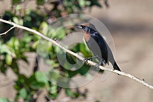 Chestnut-capped Blackbird photo