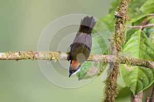 Chestnut-capped Brush-finch  Top View 844095