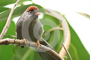 Chestnut-capped Laughingthrush