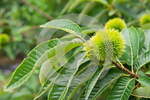 Chestnut (Castanea fruits) photo