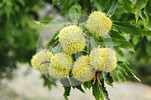 Chestnut Castanea sativa fruit in a branch