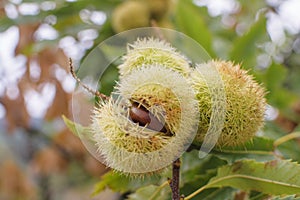 Chestnut Castanea sativa fruit in a branch