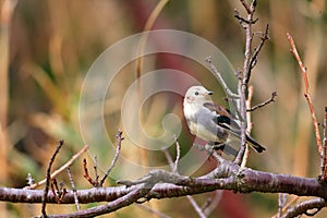 Chestnut-cheeked Starling