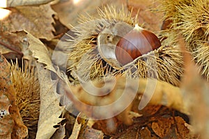 Chestnut in chestnut bur