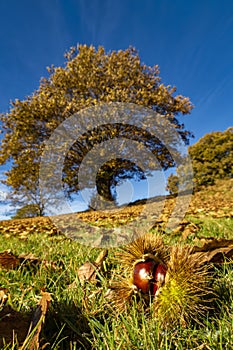 Chestnut close up with a chestnut tree in background in autumn