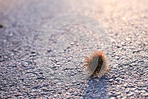 Chestnut closup on sunny road