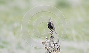 Chestnut-collared Longspur Calcarius ornatus Singing on the Grasslands of Colorado