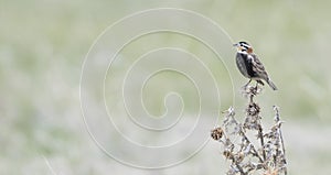 Chestnut-collared Longspur Calcarius ornatus Singing while Perched on the Grasslands